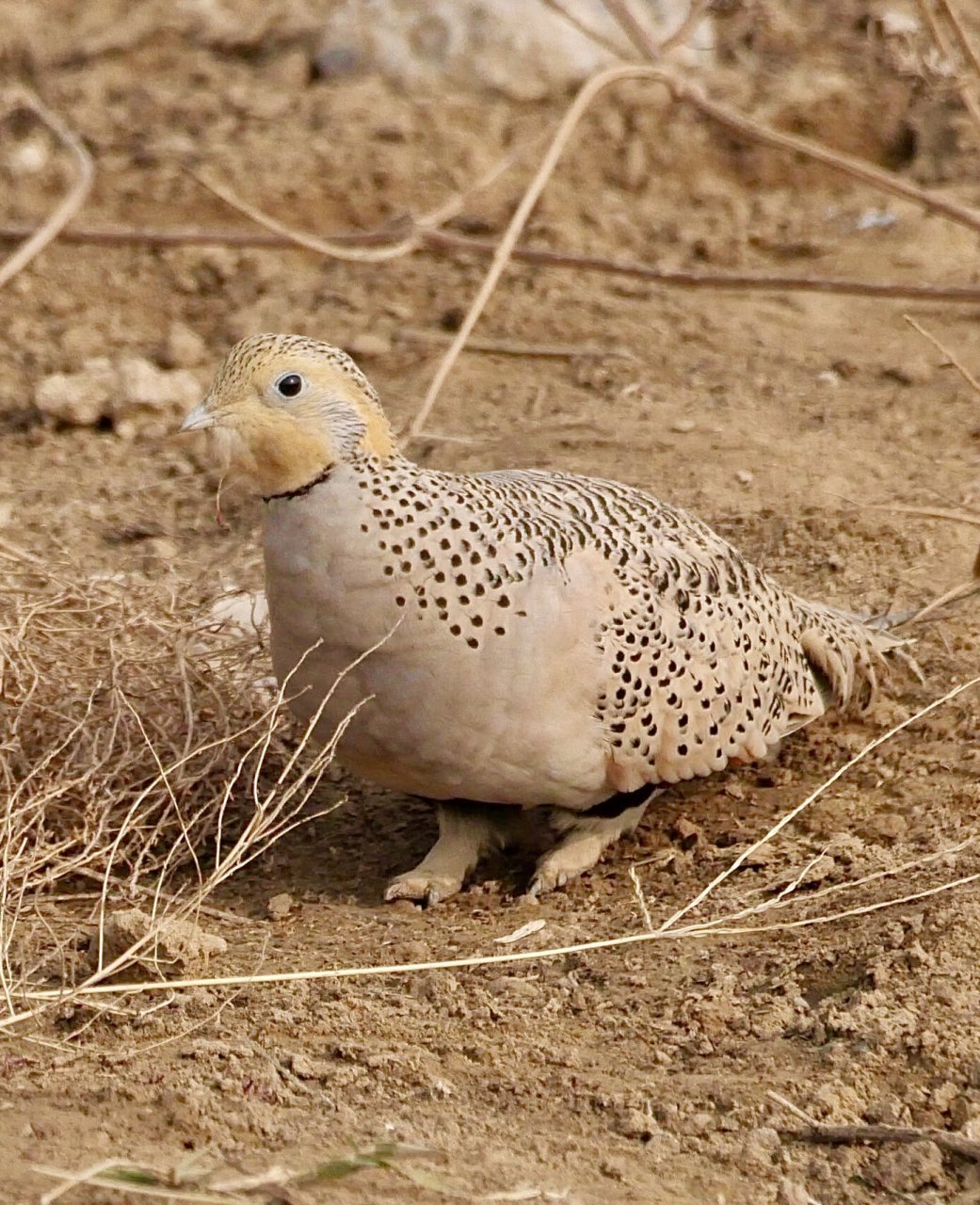 毛腿沙鸡 北京最近的明星鸟.