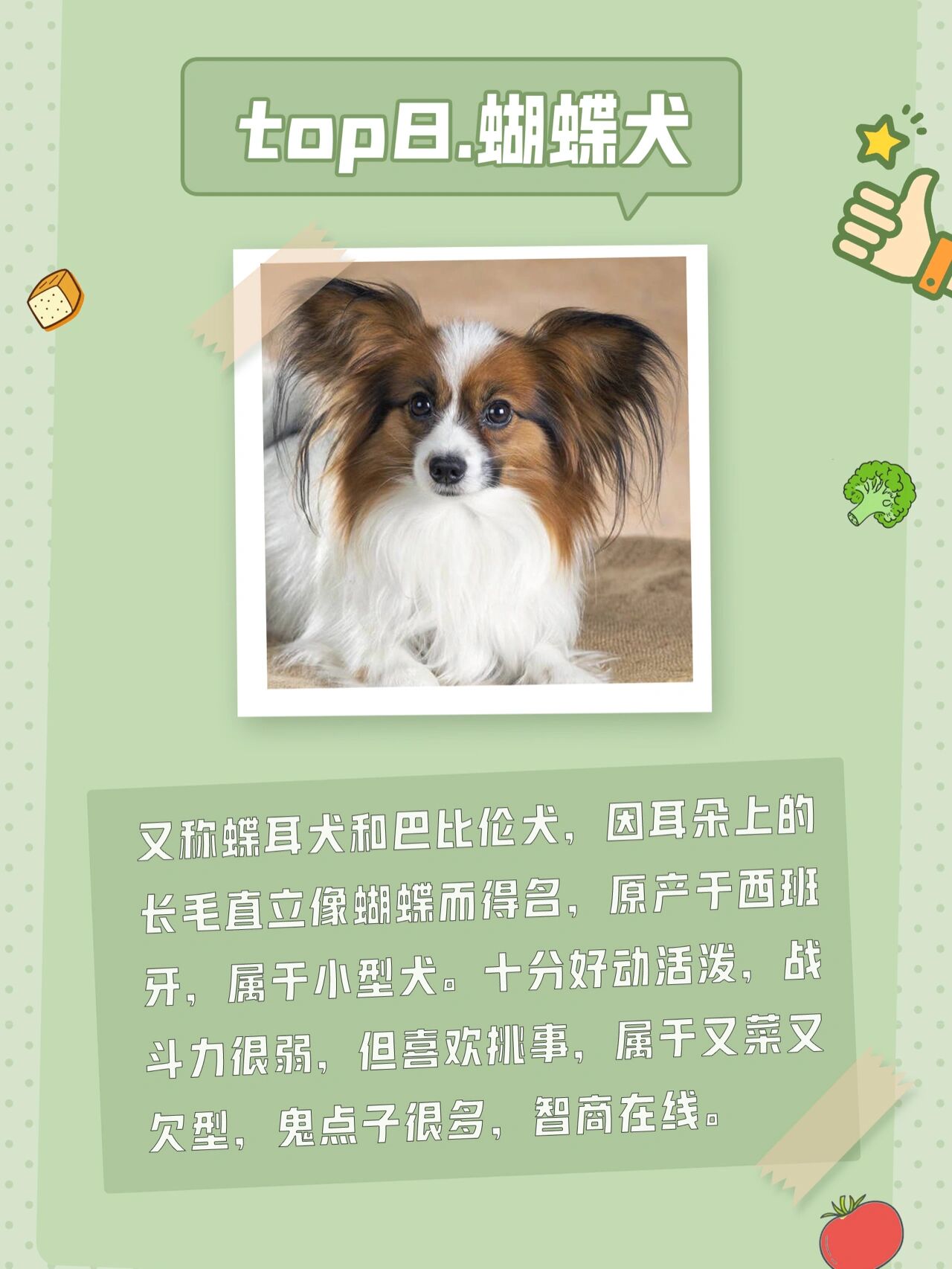 蝴蝶犬智商图片