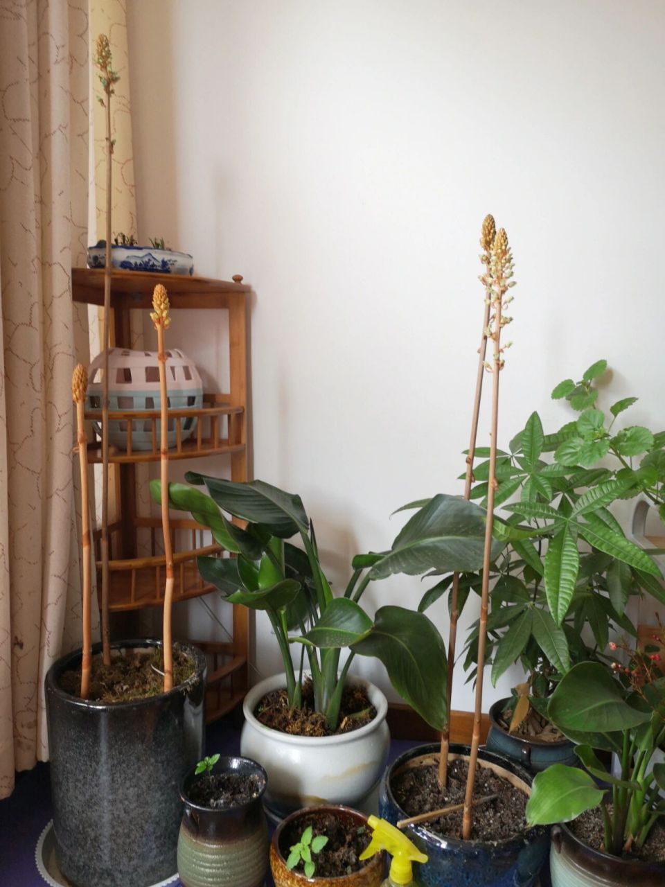 好看的盆栽 天麻花