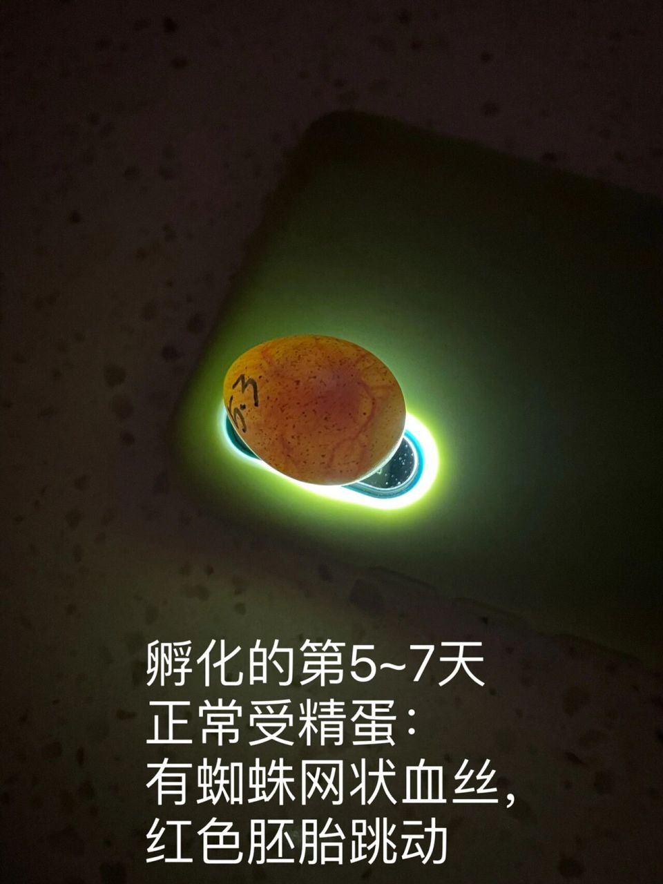 人工孵化芦丁鸡~照蛋 图解辨别芦丁鸡孵化的 "坏蛋" 孵化芦丁鸡过程中