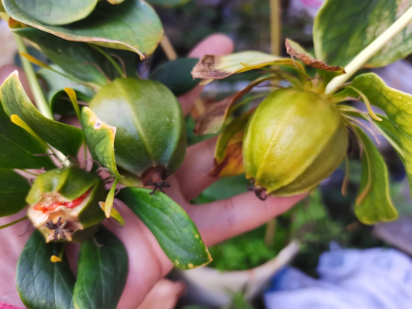 现在9月底正是重楼果实累累的时候. 云南重楼花期6-7月,果期9-10月.