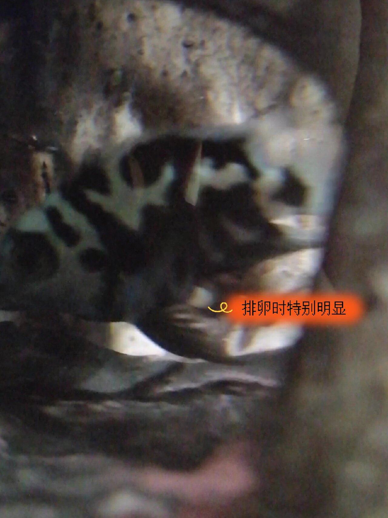 迷你鹦鹉母鱼下管记录 正因迷你鹦鹉鱼皮实好养,易繁殖,才入的坑虽然