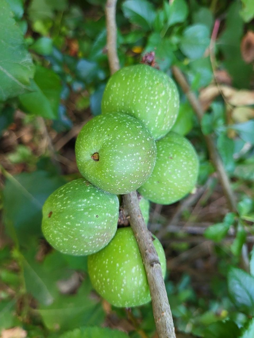 木瓜海棠# 奇特的水果 为蔷薇科木瓜海棠属.