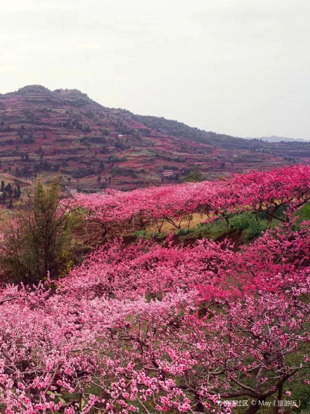 桃花故里景区游览图图片