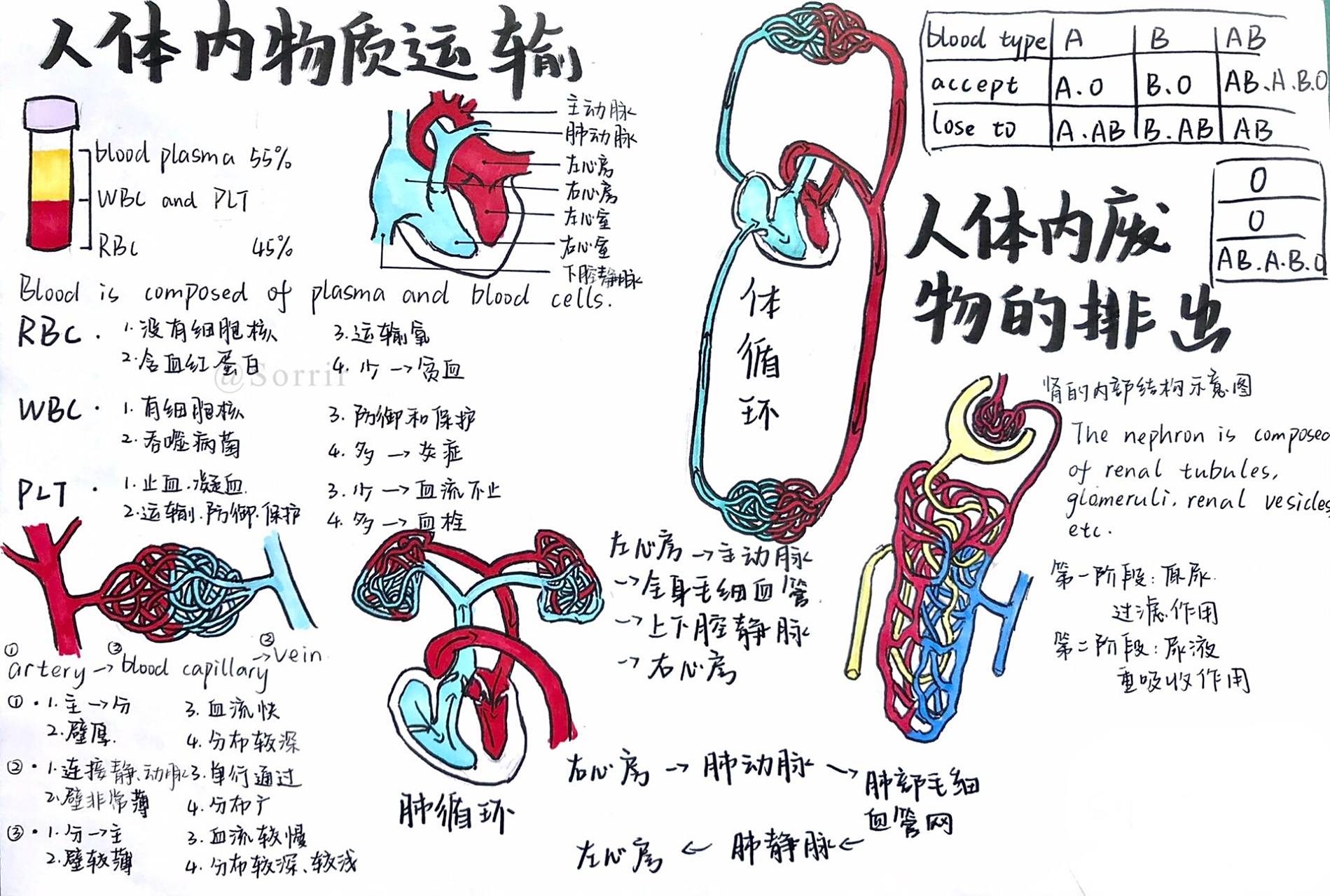 七下生物 人体内物质的运输and 人体内废物的排出 思维导图