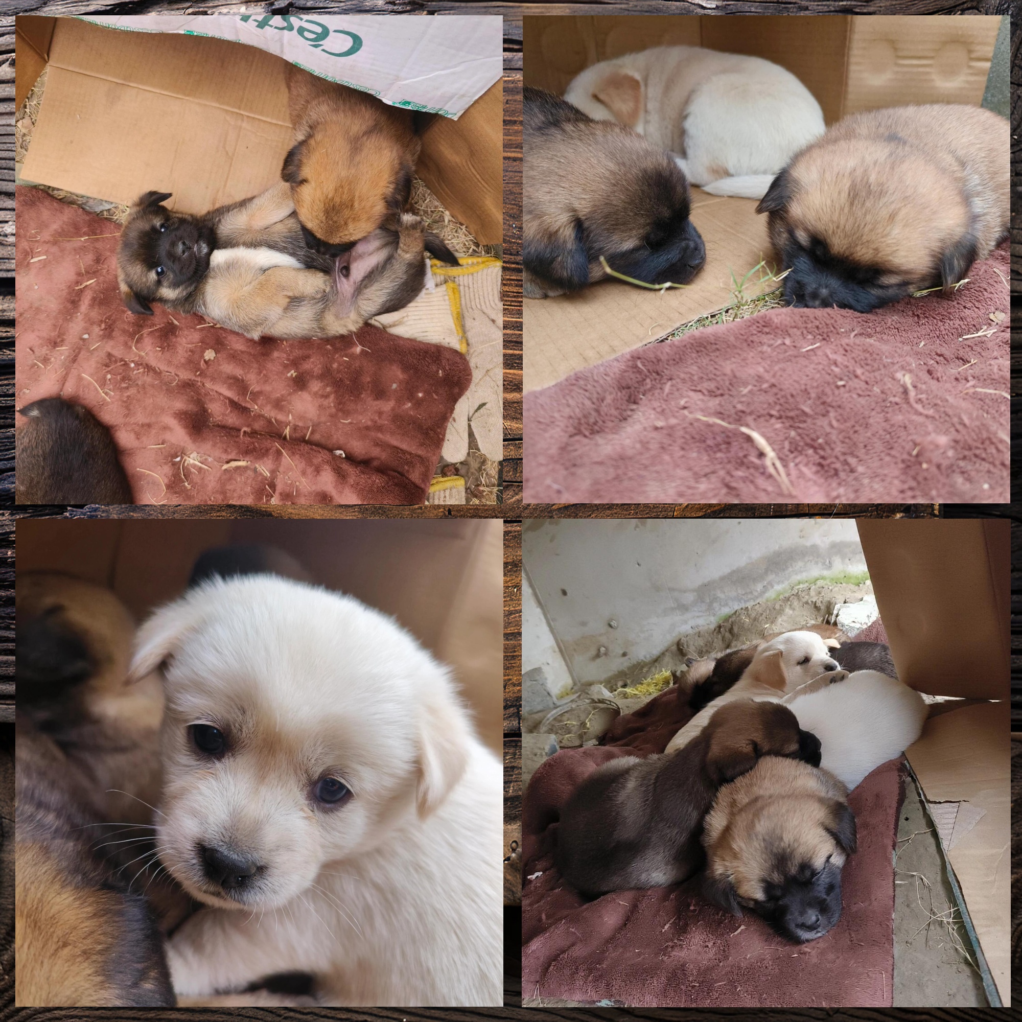 流浪小土狗 期待温暖家