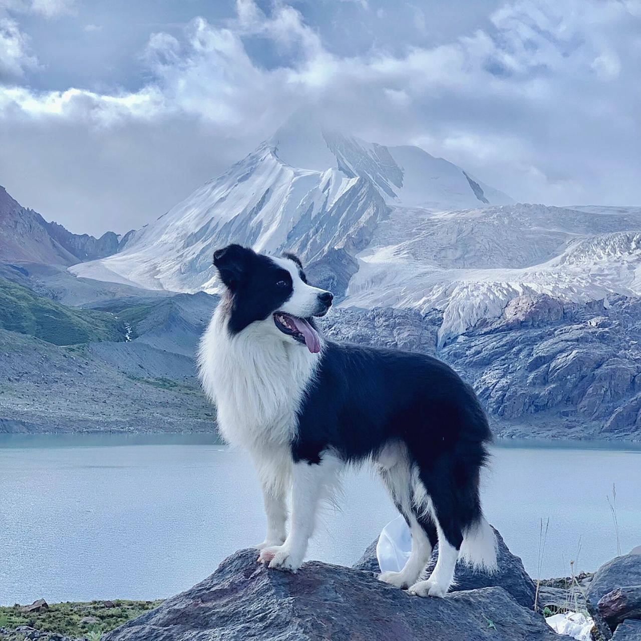 边牧七七|狗狗头像九选一