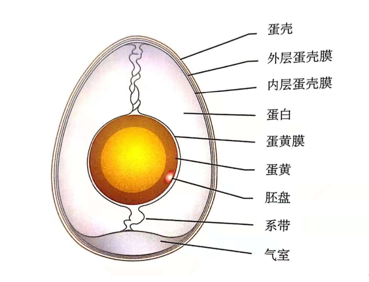 鸡蛋的结构及作用图片