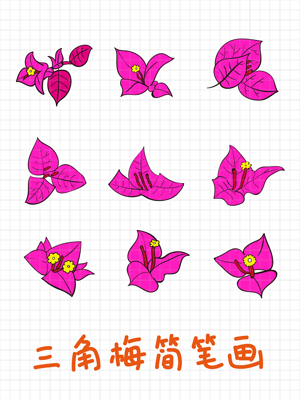 三角梅,勒杜鹃简笔画 三角梅,勒杜鹃简笔画0202三角梅开花02