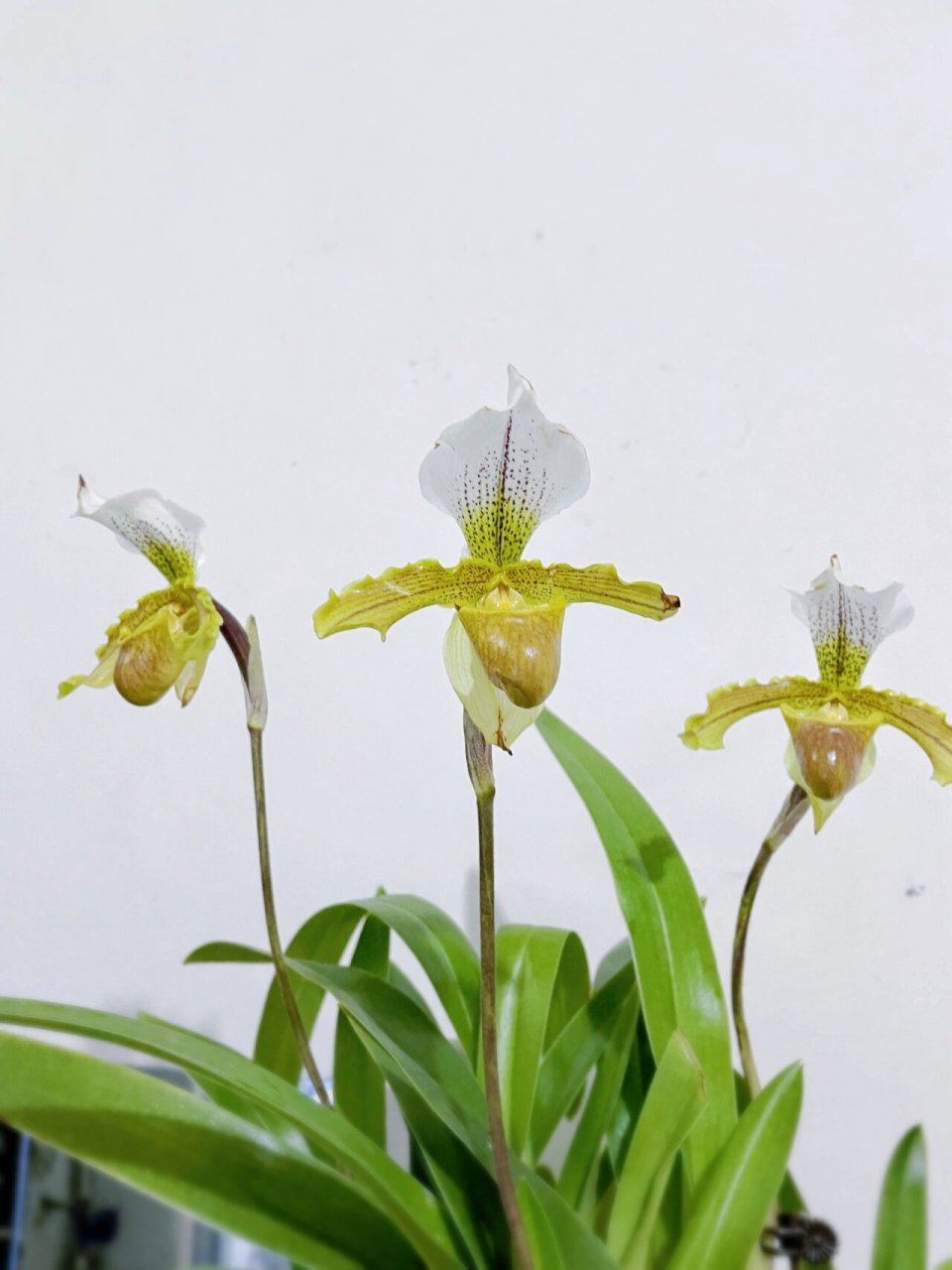 青蛙兜兰90|被种草后的如愿以偿 年前被种草心心念念的兜兰,年后