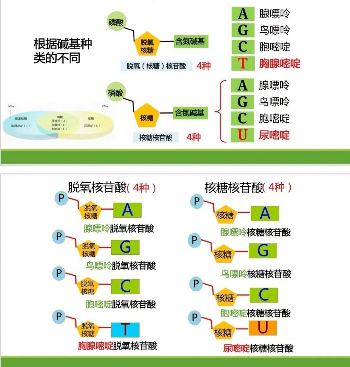 脱氧核苷酸和核糖核苷酸 脱氧核苷酸和核糖核苷酸的分类