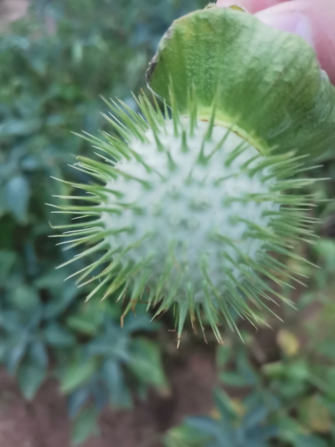 不到一个月,曼陀罗果实结满枝丫,浑身带刺 曼陀罗又叫狗核桃,醉心花