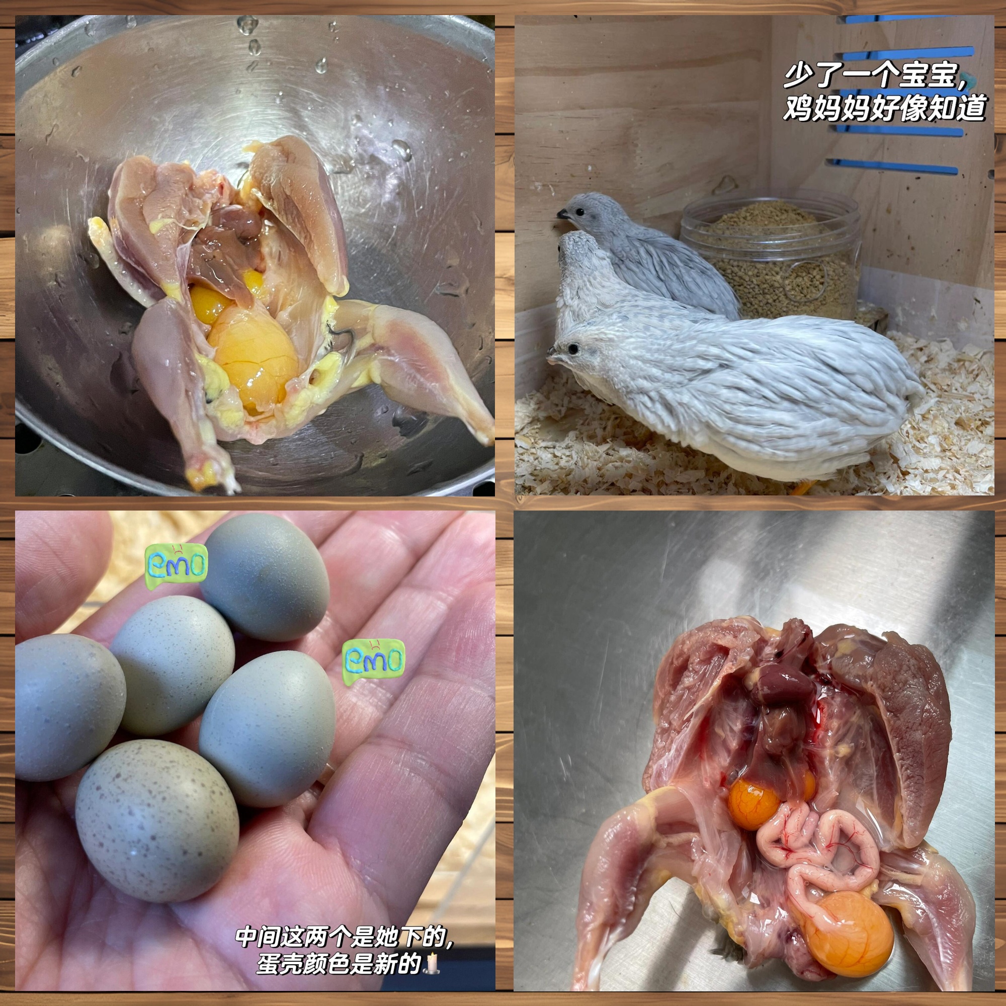 误杀母鸡 损失千蛋