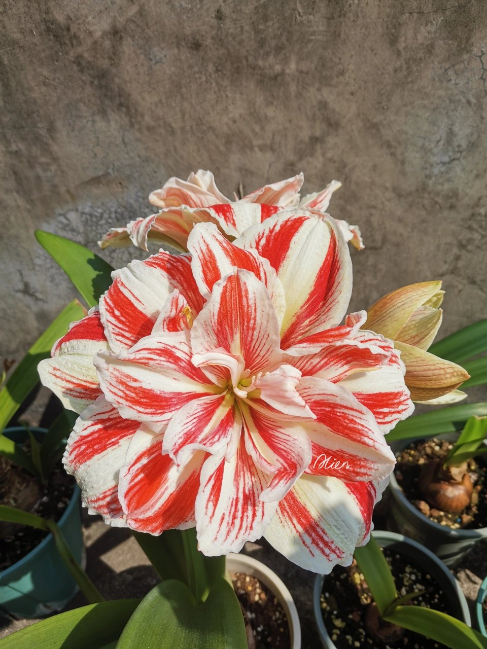 朱顶红 bright nymph/明亮妮芙