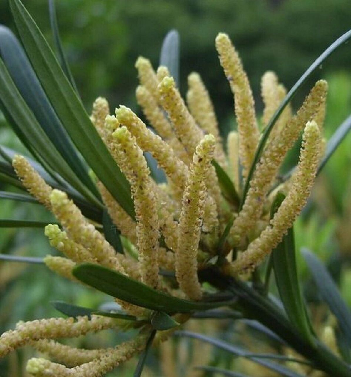 《呼吸2022》种子系列"每日一种"-罗汉松 罗汉松(podocarpus macro