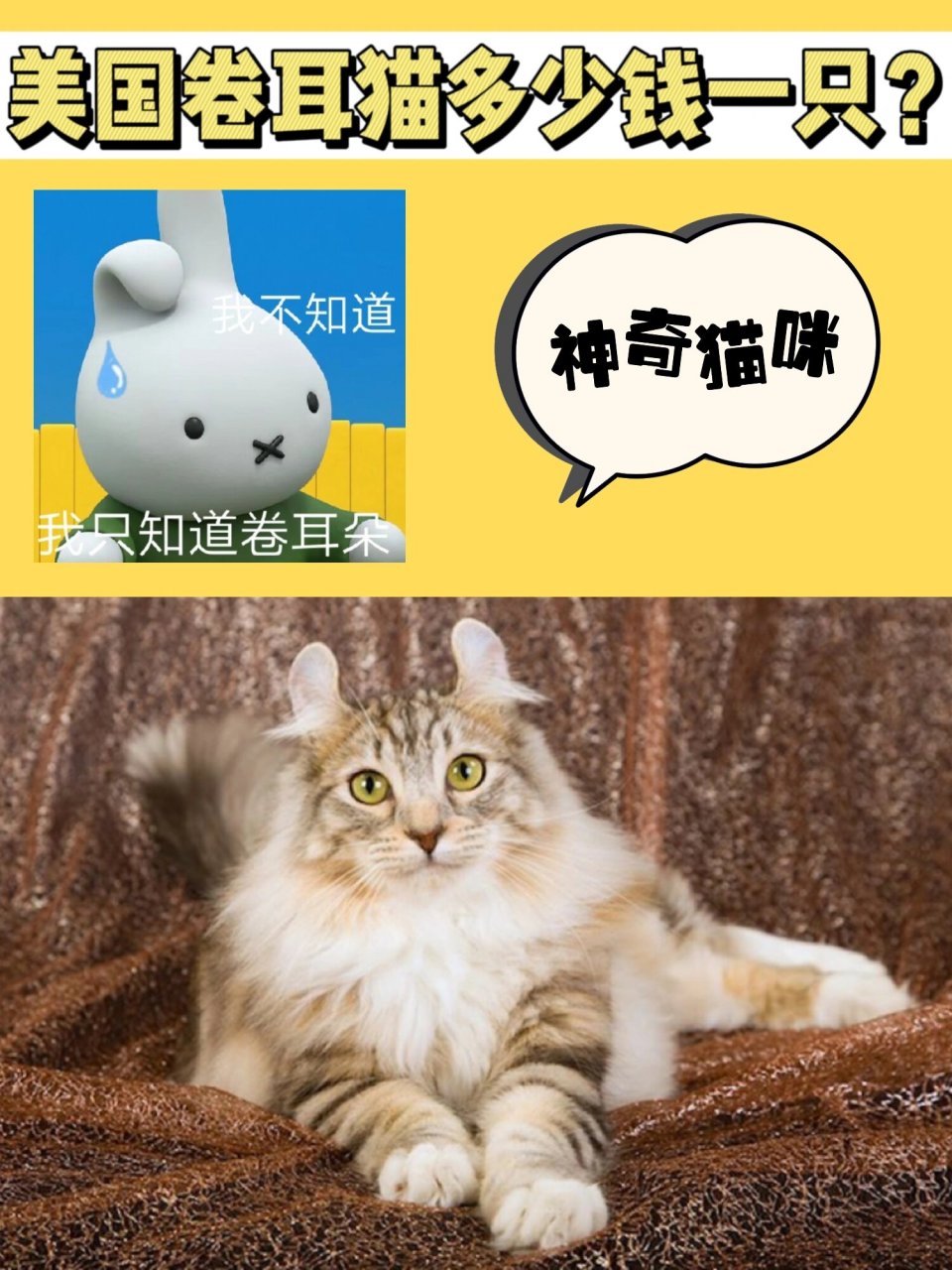 美国卷耳猫的价格一般为几千到上万不等 - 今天聊的这只猫咪似乎不太