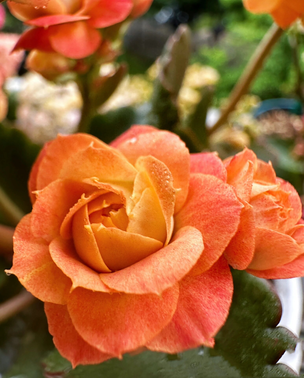 长寿花 华丽橙/赫尔利/赫丽/橙巴黎/万圣节 哦豁又是一盆有很多名字的