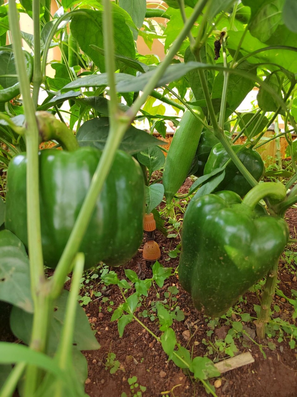 漂亮的辣椒 今年共种植了8个品种的辣椒: 分别是黄灯笼椒,红灯笼椒,绿