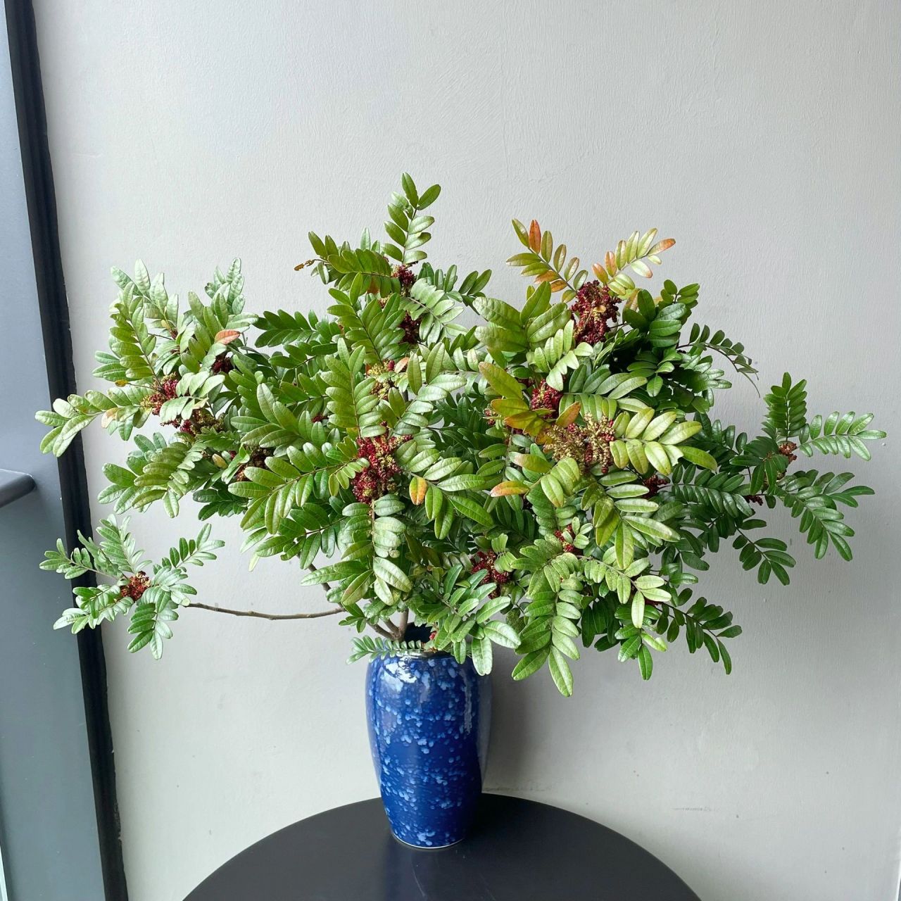 清香木01(开花版) 本扎清香木到手已是挂满花苞 养护1-2天花朵陆续