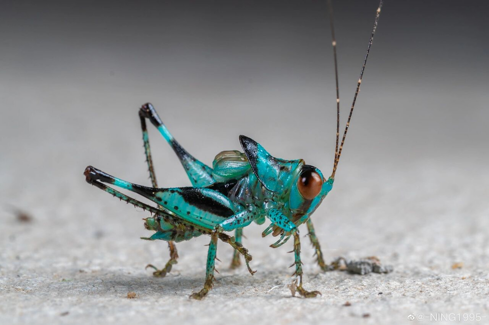 美得不像话的虫儿～迟螽 这小虫网上资料不多,由于行动迟缓,所以叫迟