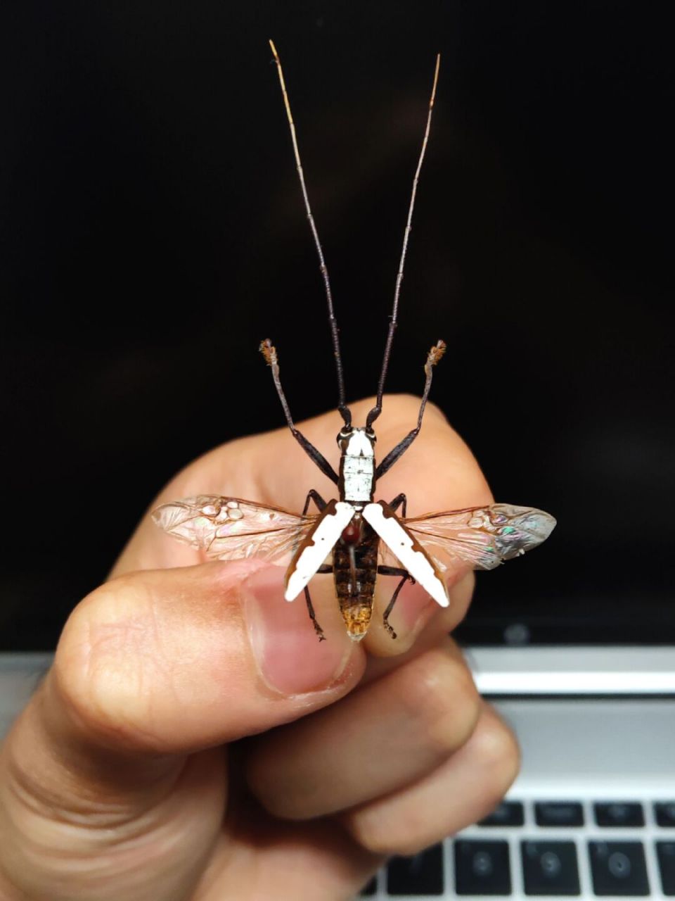 榉白背粉天牛标本 做了一只展翅抬触角的整资标本 榉白背粉天牛是江苏