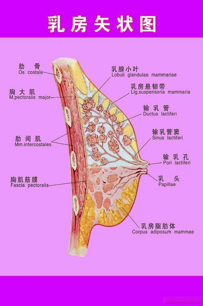 哺乳期乳房疙瘩图片