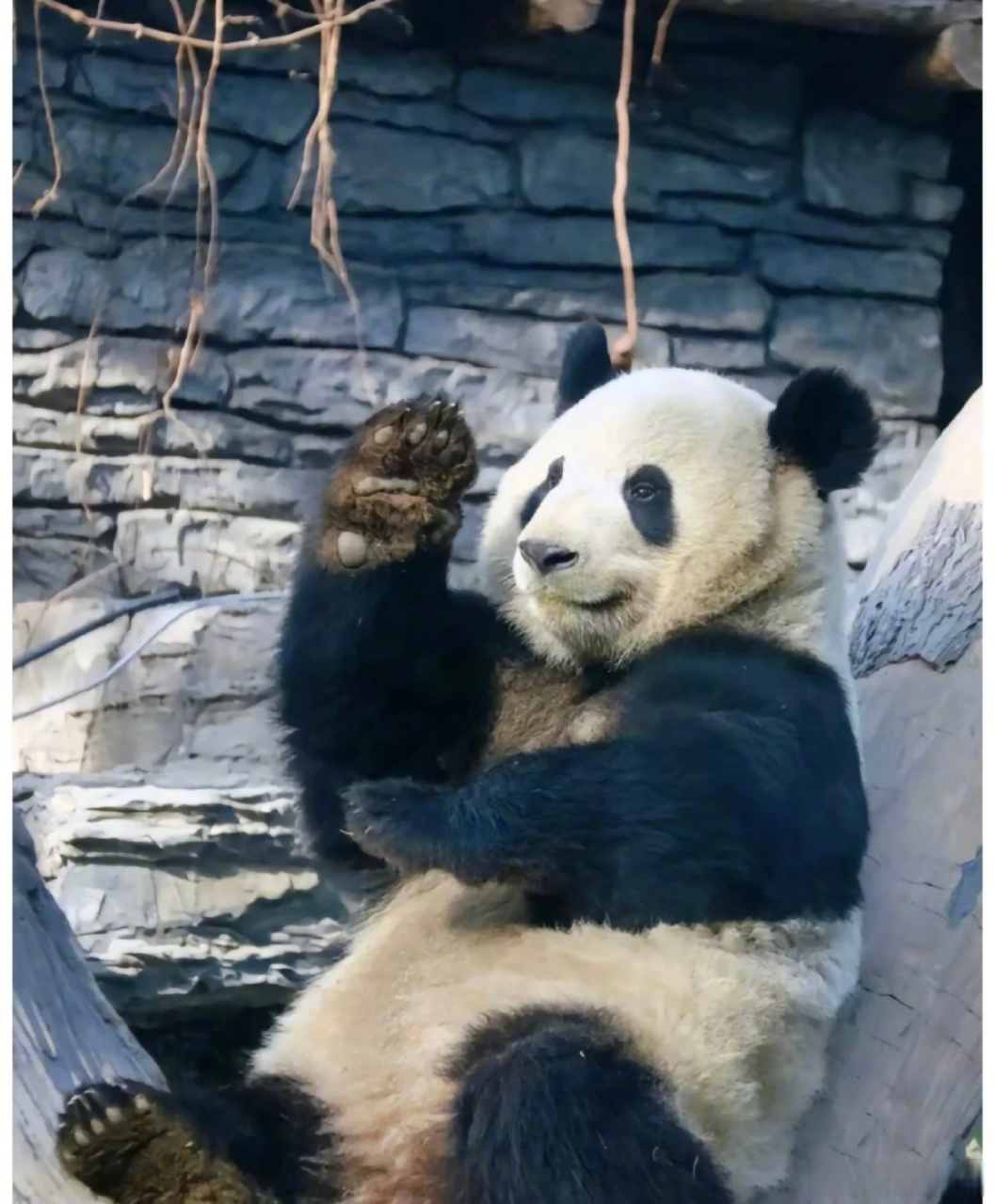 当我把刘浩存举手和萌兰举手放在一起 你俩谁在模仿谁!