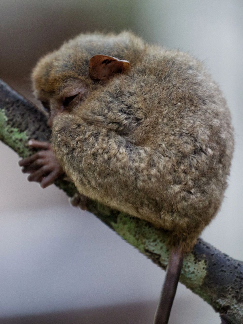 摄影|菲律宾国宝眼镜猴 97在菲律宾薄荷岛上设有眼镜猴保护区,可以