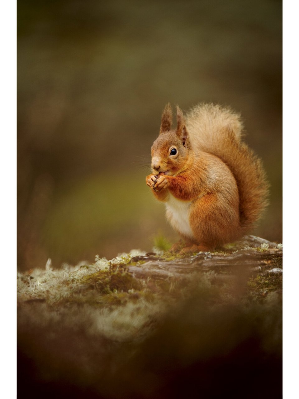 根正苗红的红松鼠 92命名:欧亚红松鼠(学名:sciurus vulgaris)别名