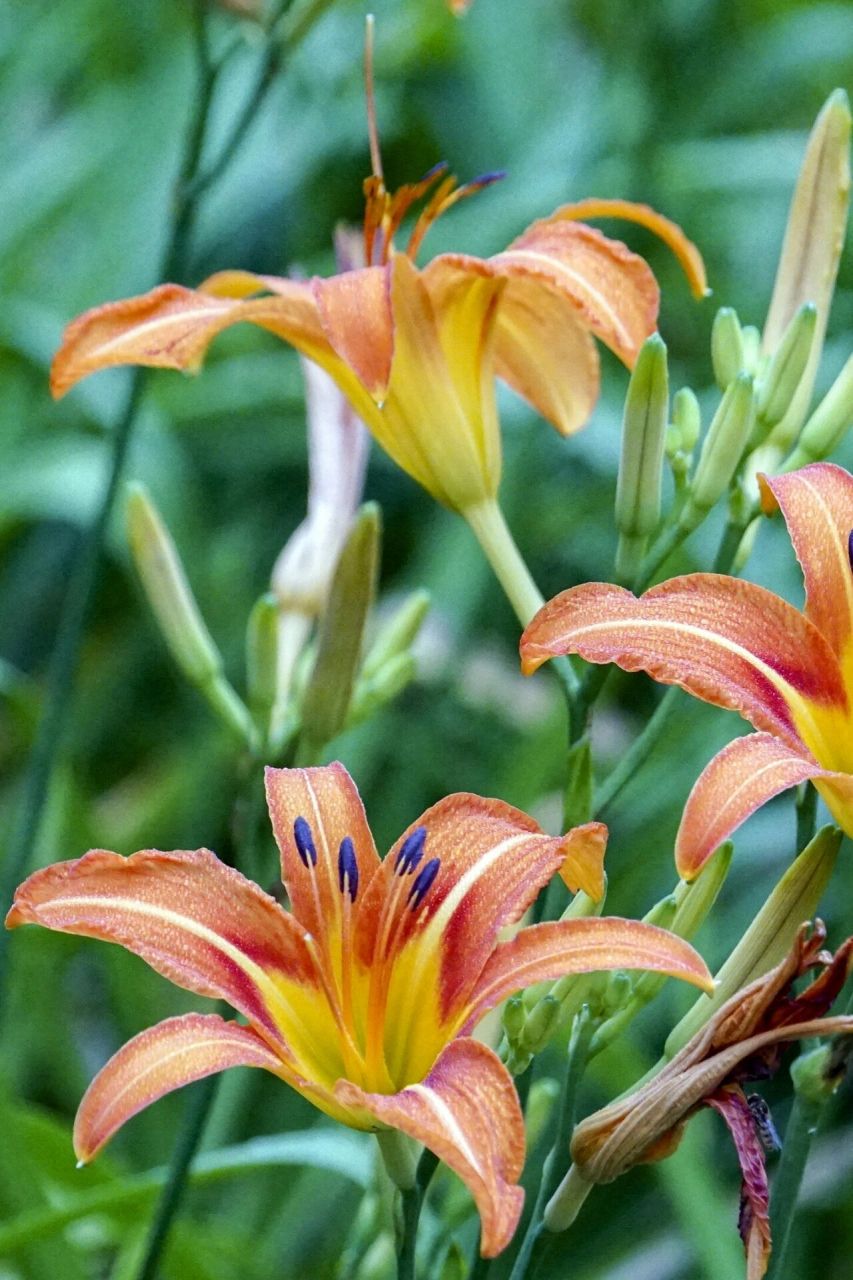 萱草/忘忧草  花色:多色 高度:40—60cm 花期:多季 花语:母亲的爱
