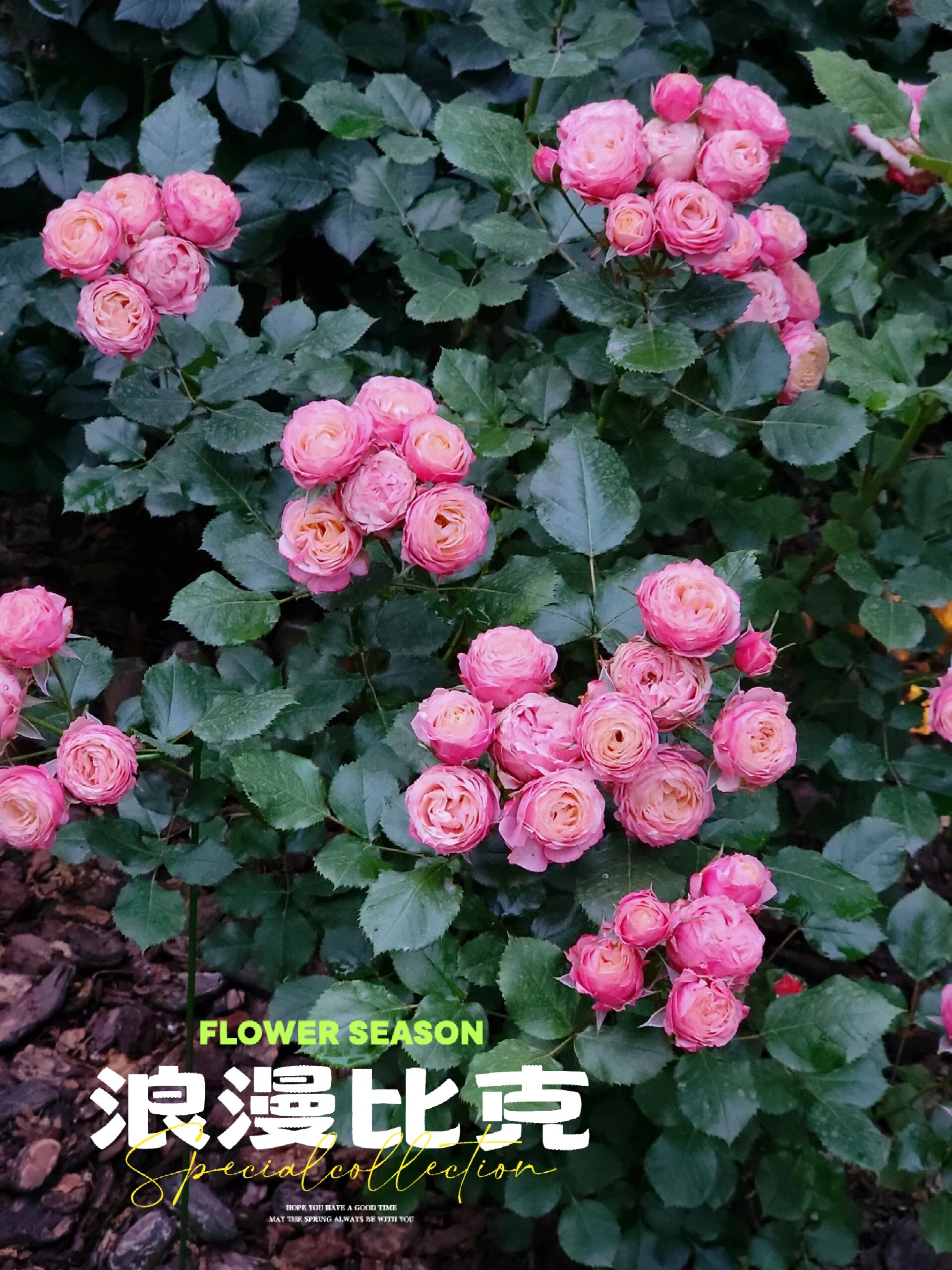 月季"浪漫比克"   比去年开得好多了. 去年雨水打烂了不少花苞.