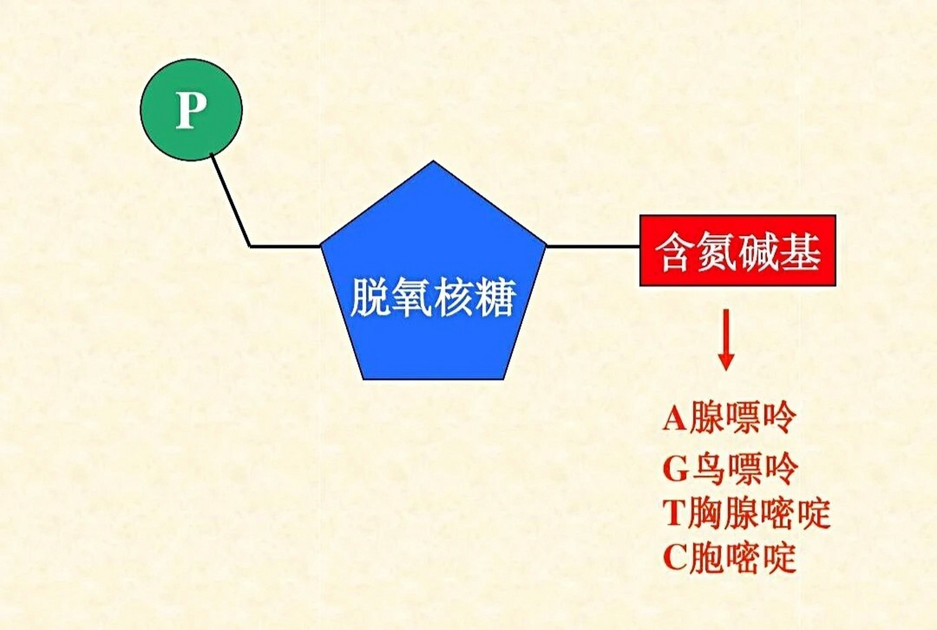 嘌呤的"嘌"怎么读?