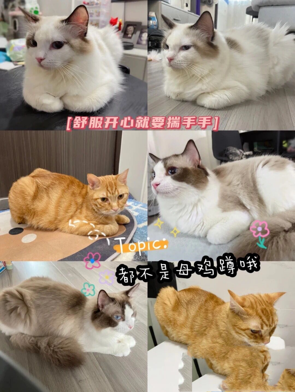 猫咪母鸡蹲和农民揣图片