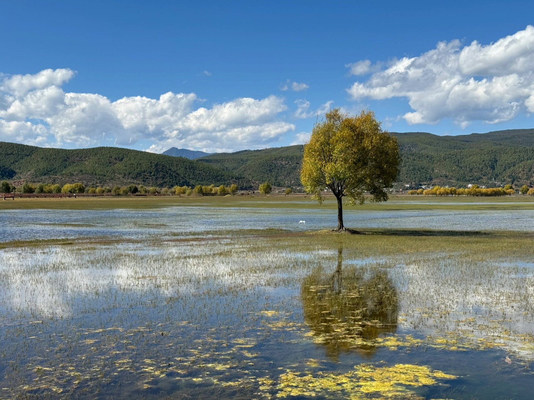 拉市海免费攻略 打车定位:云南丽江拉市海高原湿地省级自然保护区管理