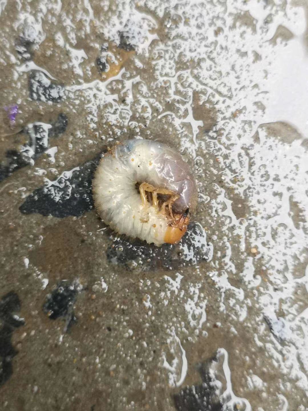 地蚕又名:蛴螬,功能:破血结,治瘀伤疼痛