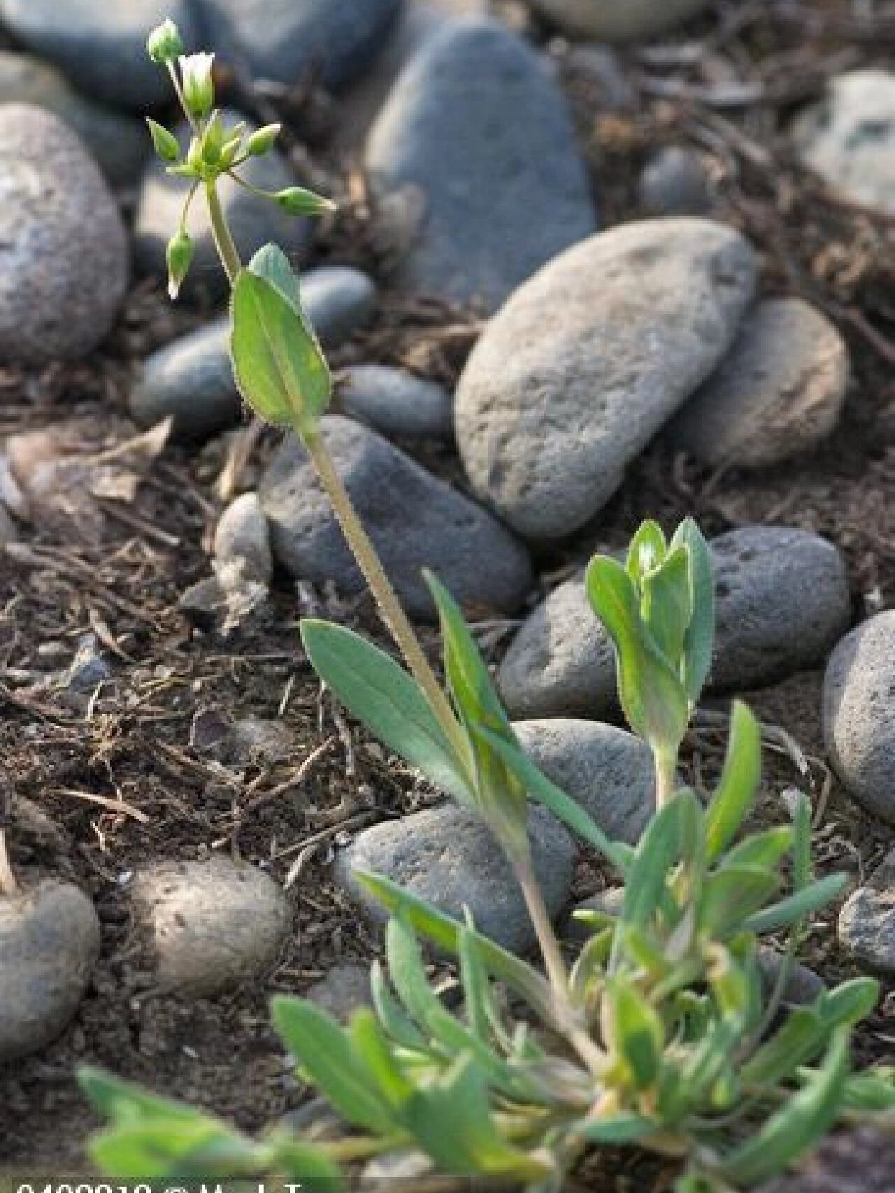 每日一画/硬骨草