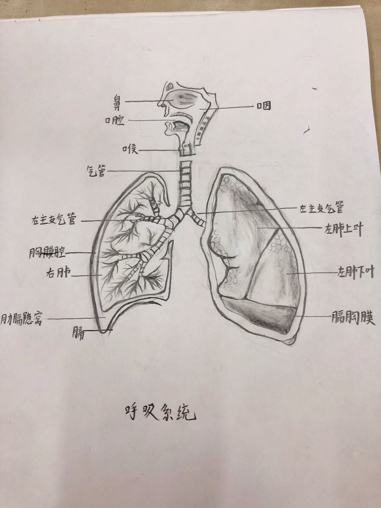 人体呼吸系统简单图片