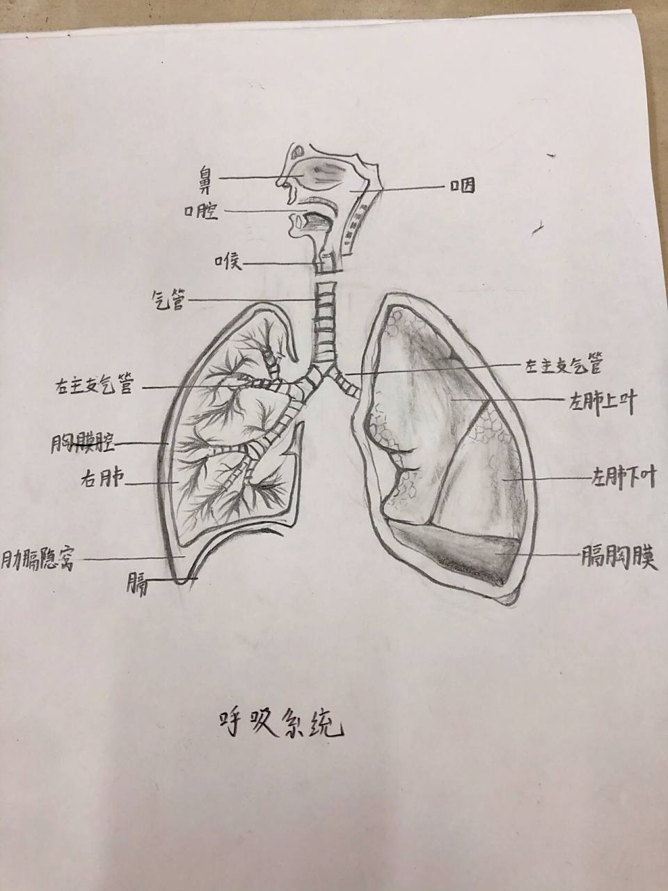 呼吸系统手绘图