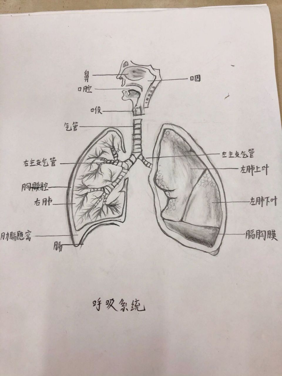 呼吸系统图简易图手绘图片
