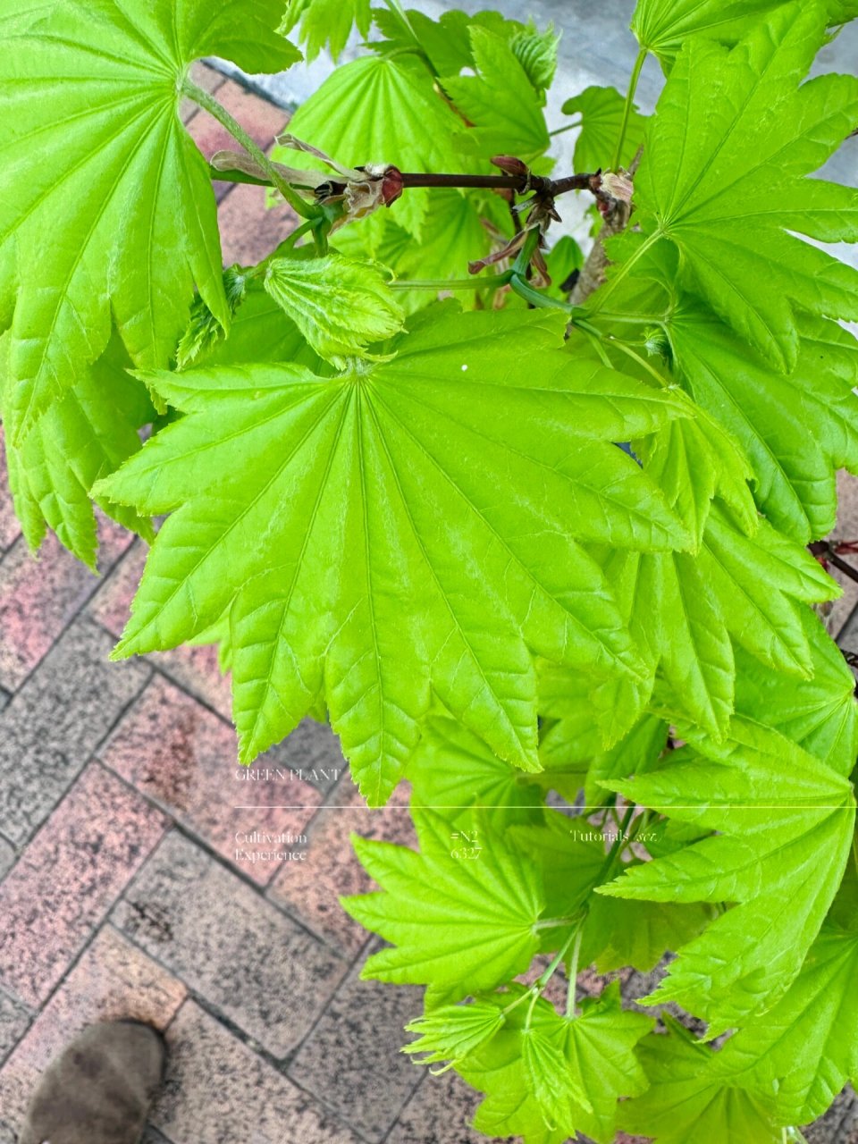 得奖无数的日本枫树金隐#悉尼绿植00    还在找日本枫树金隐?