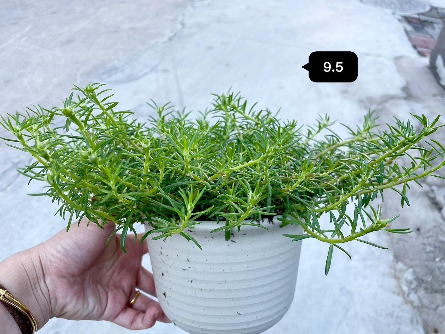 矮壮素试验(更新:初步成功) 这盆一直赖唧唧的,枝条又细又疏,就选它做