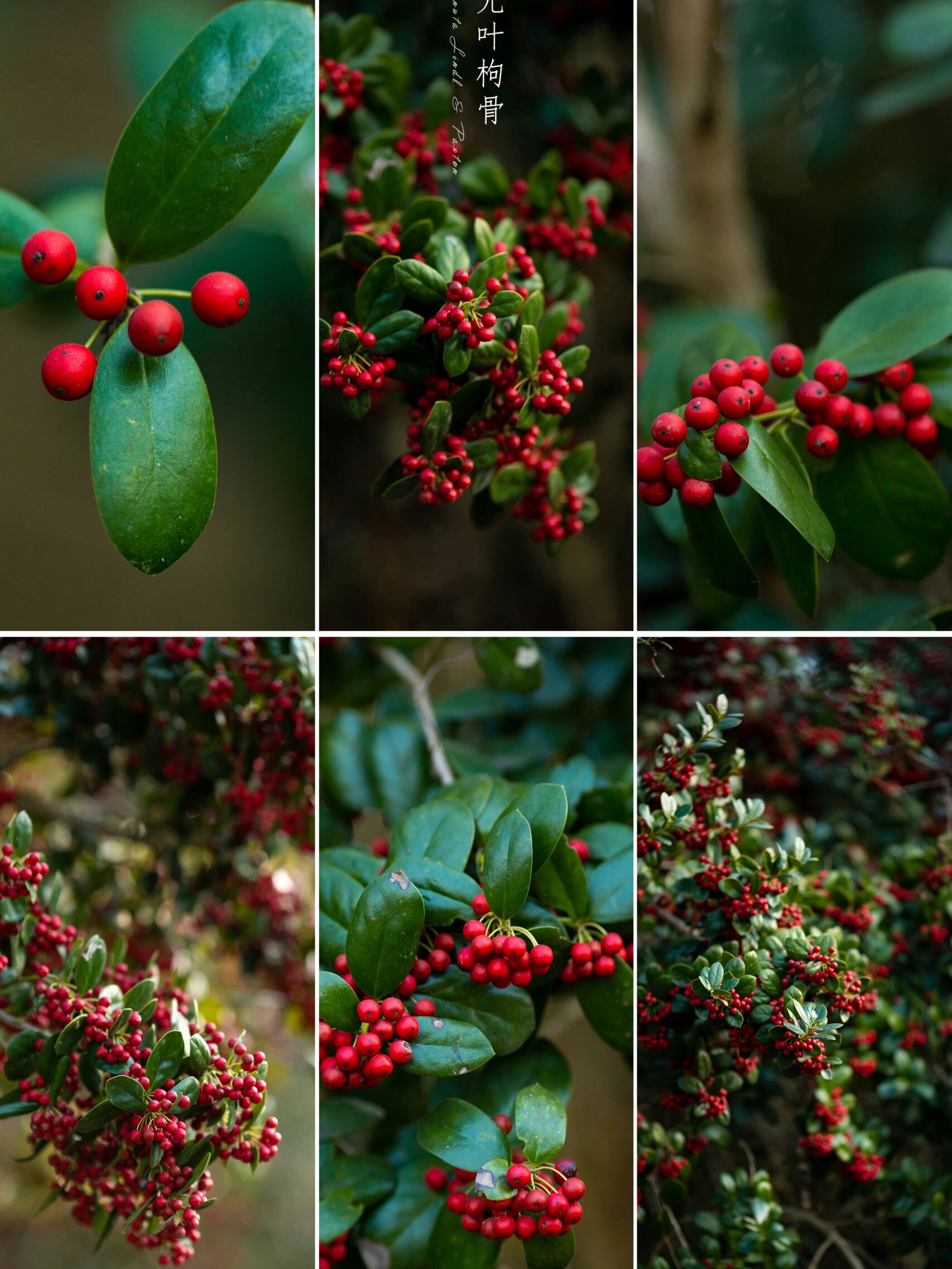 植物摄影# #每天认识一种植物# #植物# #植物摄影美学# #光叶枸骨