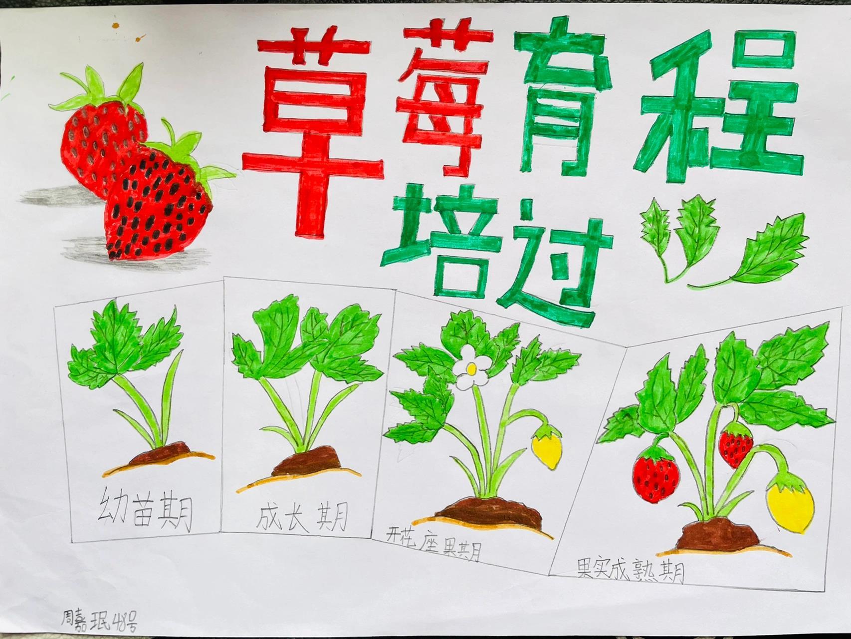 三年级孩子的手抄报《植物生长过程》97 献给3.