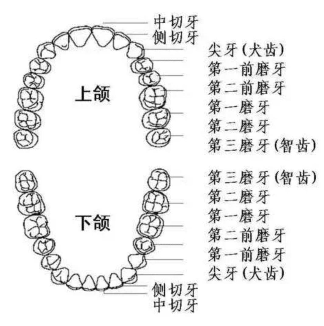 最后面那颗牙叫智齿,也叫第三磨牙,一般16岁左右长出来