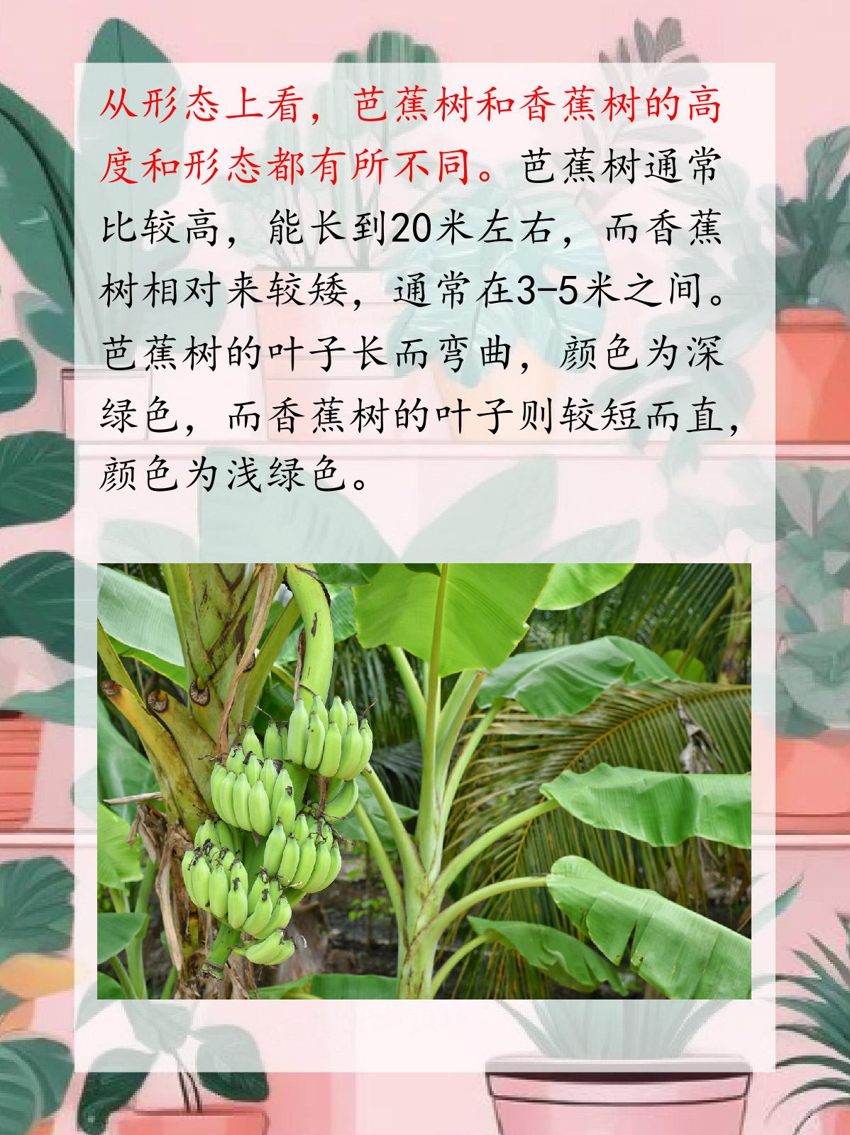 芭蕉树和香蕉树区别 我认为芭蕉树和香蕉树虽然都属于芭蕉科,但在形态