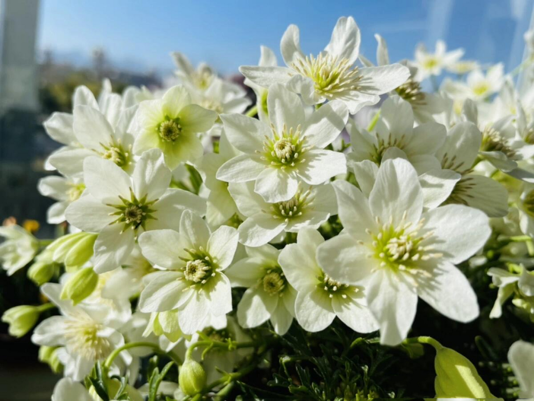 银币是常绿铁线莲品种,它株形小巧紧凑,可以室内盆栽,也可以室外盆栽