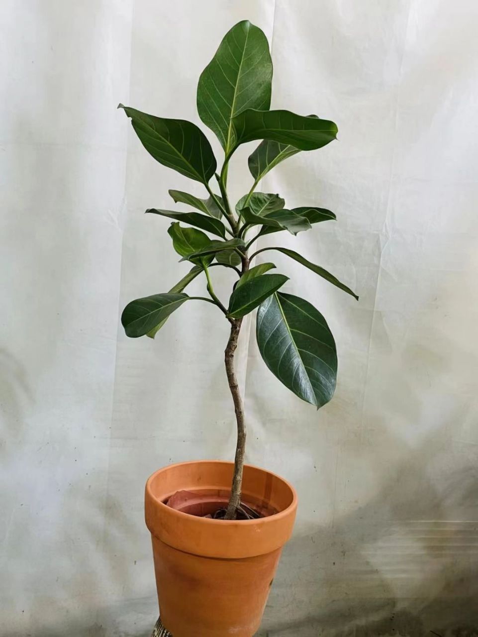 高山榕养植方法 高山榕的养殖方法 1,选择盆土 高山榕对土壤的适应性