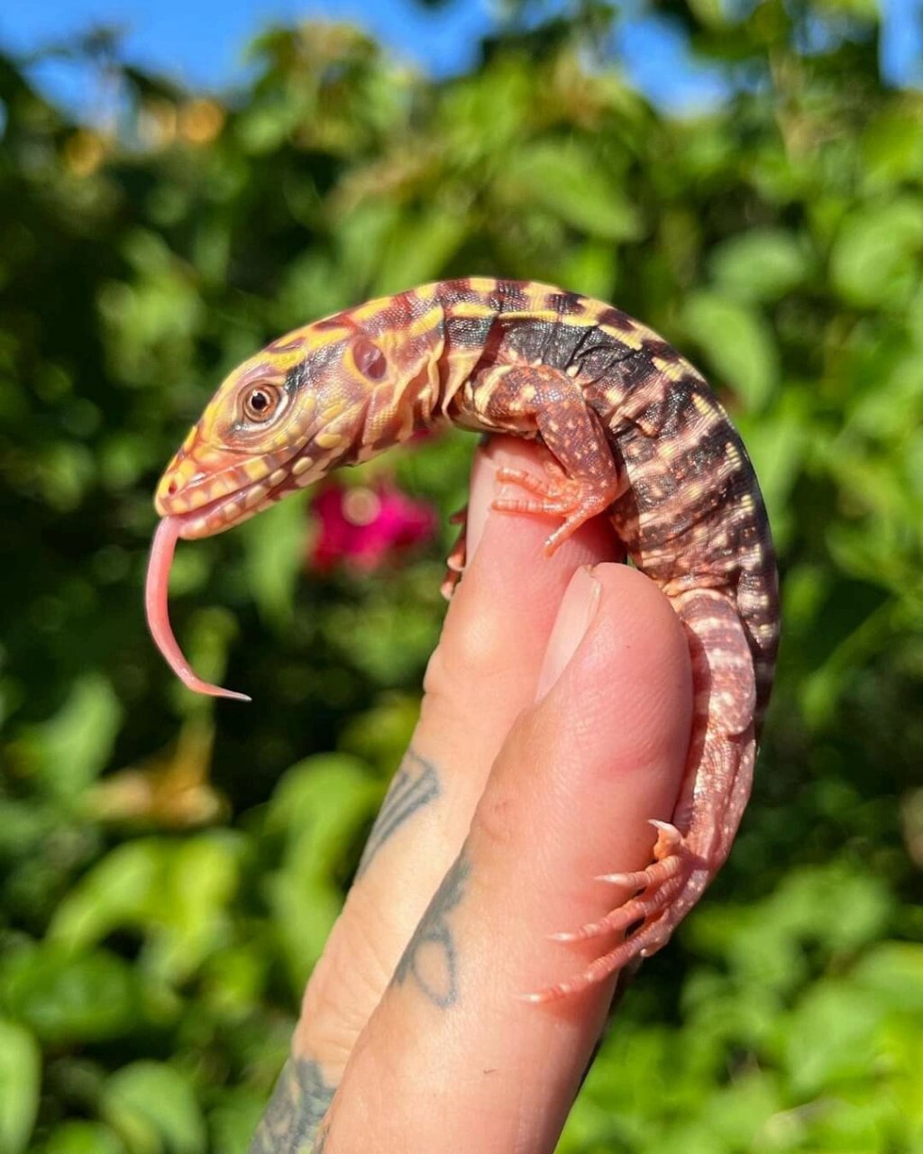 纯属好看分享而已90 #爬宠# #泰加# #泰加蜥蜴# #蜥蜴