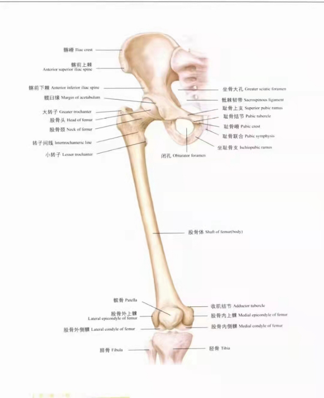 人体最长的骨图片