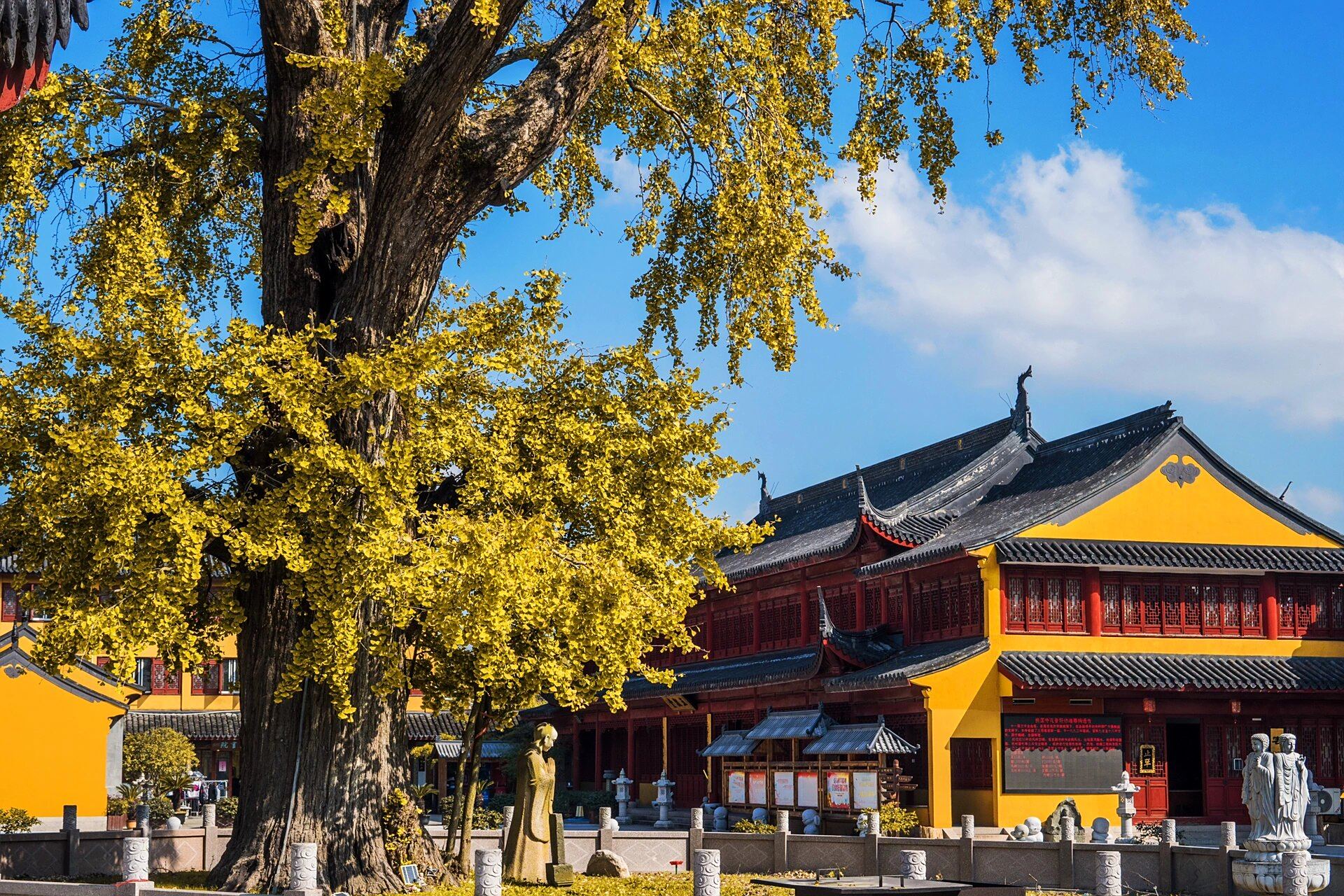 千年银杏百年庙——青浦报国寺  千年银杏百年庙——这里便是位于青浦
